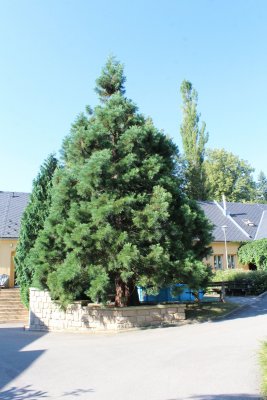 Sequoiadendron giganteum - sekvojovec obrovský - habitus
